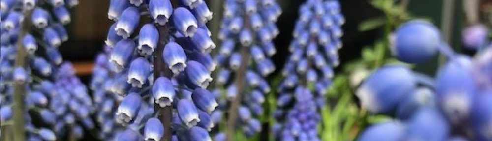 Tuin AF